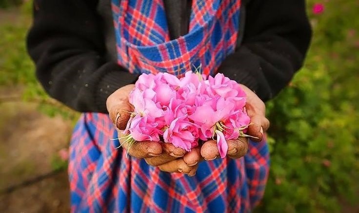 Rose Water Festival, Kashan